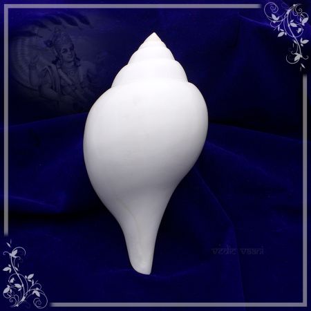 Abhishekam Shankh for Pooja Archana, Panchamrtie Snanam for God & Goddess