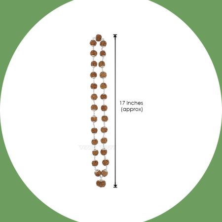 Lord Strength Surya Narayan Devta 12 Mukhi Rudraksha with 5 Mukhi Mahadeva Kantha Mala