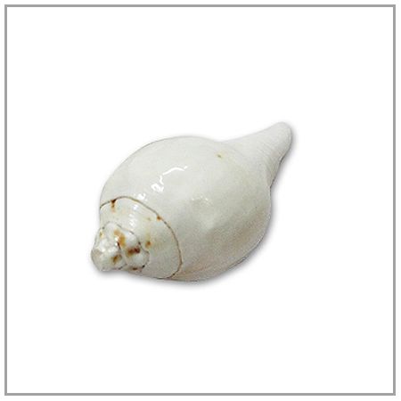 Puja Shankha
